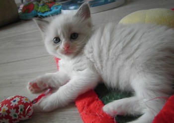 mâle blue bicolour - 5 semaines - Chatterie Ragdolls du Val de Beauvoir